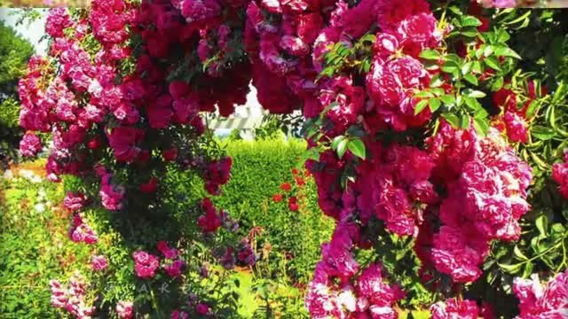 EDİP AKBAYRAM-BANA BİR GÜL VER