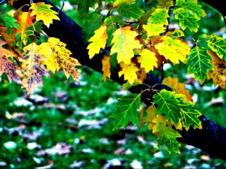 2014-04-18 - Arrowtown, New Zealand