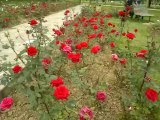 yasmin gardens and rose gardens