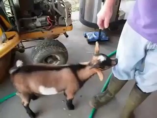 Une chèvre qui chante comme un poulet.