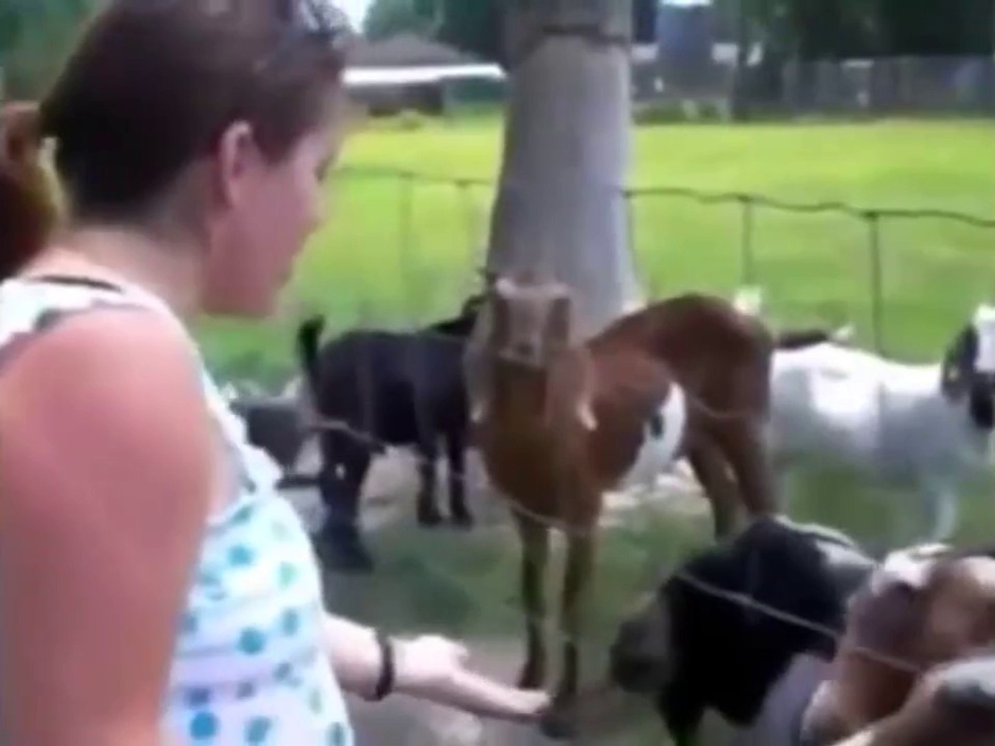 Due Capre Divertenti Foto Foto Stock Gratis E Royalty Free Da Dreamstime