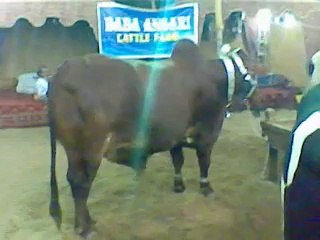 BAKRA-EID-COWS