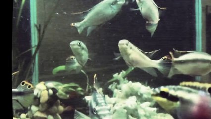 06. Spinache - Zapisz (feat. Mimi)