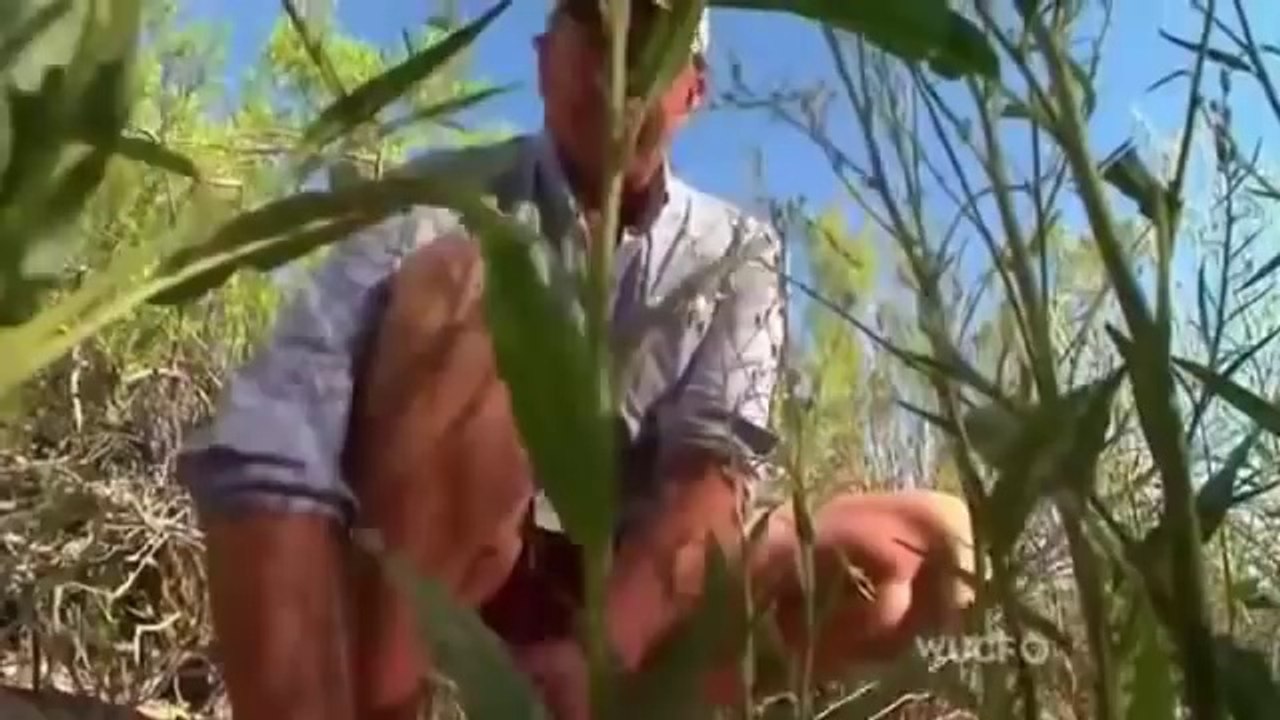 What Plants Talk About