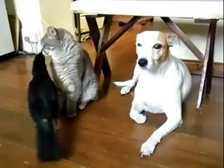 crow feeding a cat