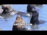 Lobos marinos - South American Sea Lions - Otarie à crinière - Lion marin (Otaria flavescens) - Leao-marinho