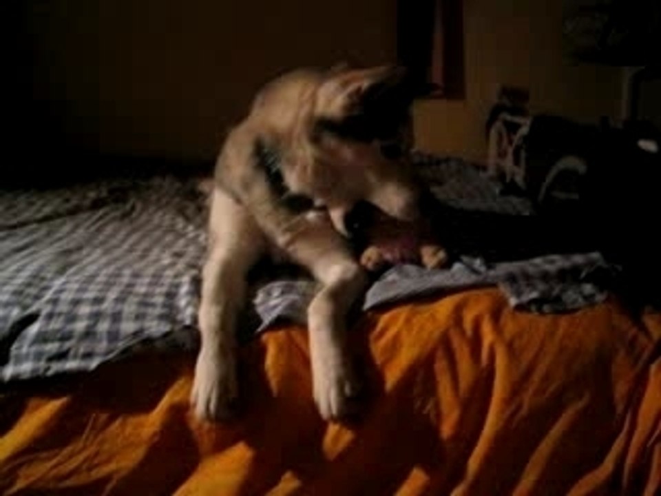 Alaska et son mouton Rose