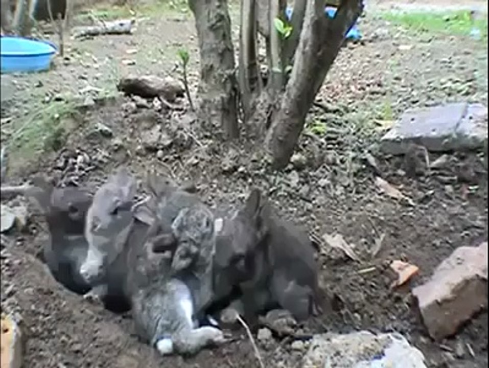 Mother Rabbits And Cubs Method Of Protection