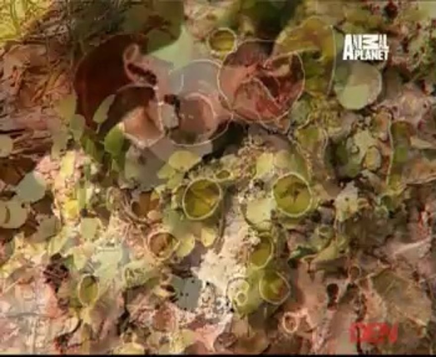 Planet Wild 21st May 2014 Video Watch Online Pt2