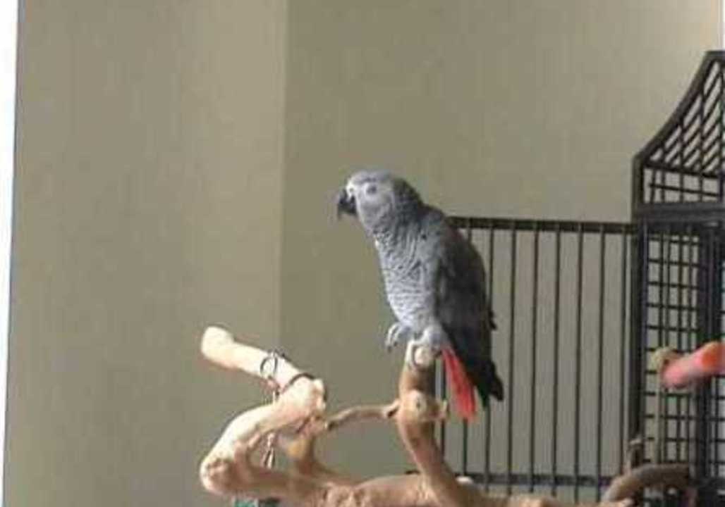 Parrot Always Looks on the Bright Side of Life
