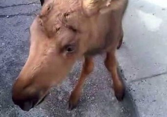 Canadian Best: Man Saves Baby Moose and Takes It to Tim Hortons