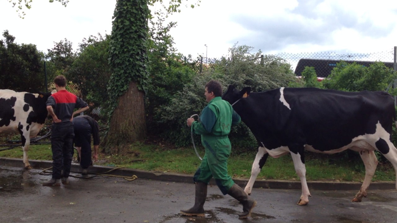 Installation des vaches