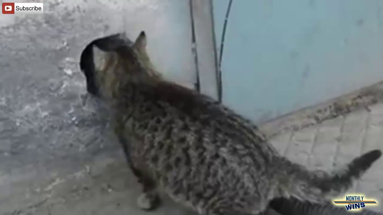 Awesome guys, crazy sports moments, lucky animals... WIN compilation of may 2014!