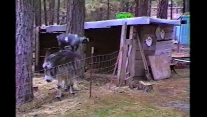 Little Goat Makes A Break For It!