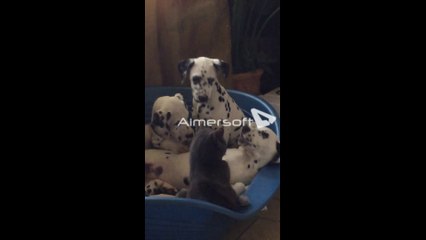 DALMATIEN DE LA ROSERAIE D'ANGEL