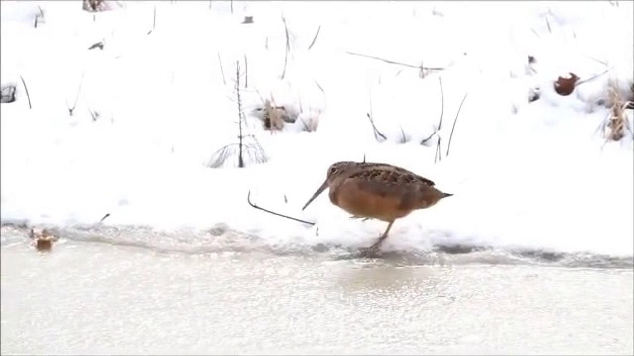 Un oiseau dance sur "tequila"... Hilarant!