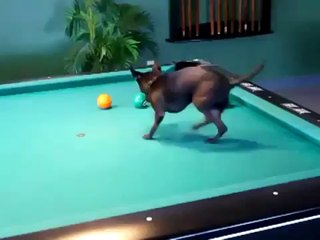 Bilardo oynayan köpek