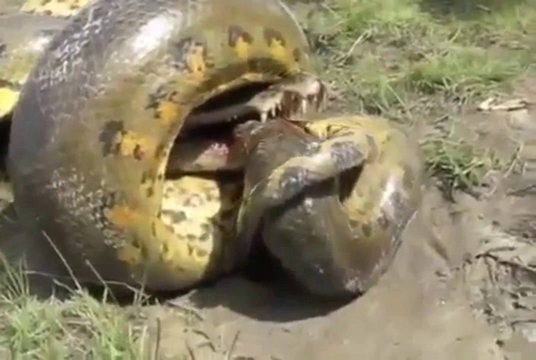 Timsah ve Anakonda Ölüm Kalım Savaşı