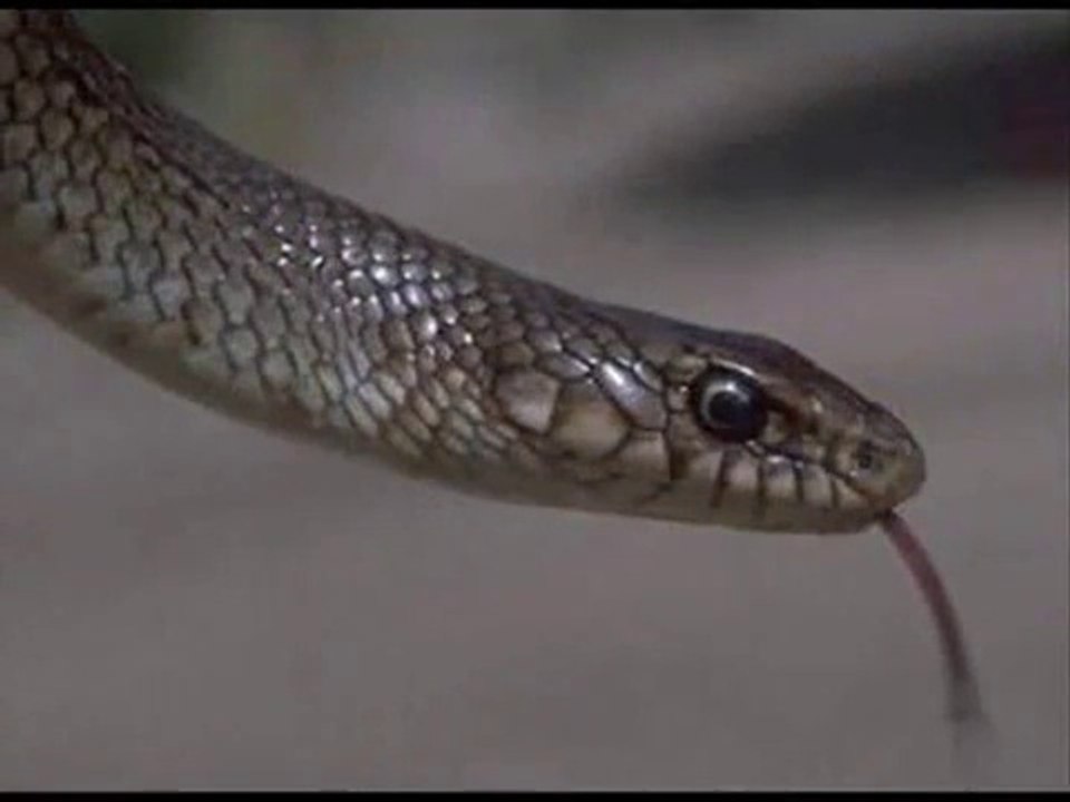 BIR YILANIN HZ MUHAMMED (SAV)'E AŞKI