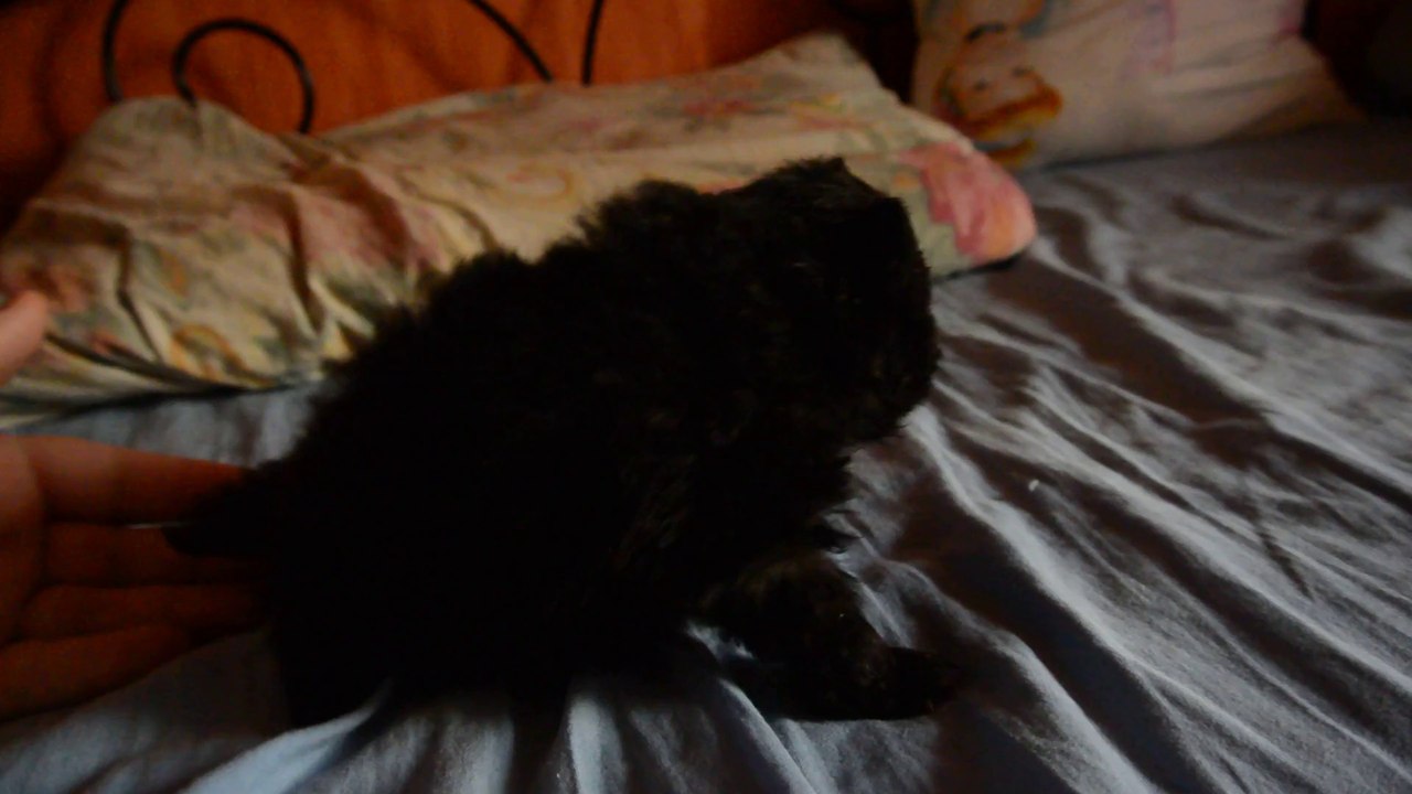 Jana du domaine des bouilles d'Amour Spitz pomeranian