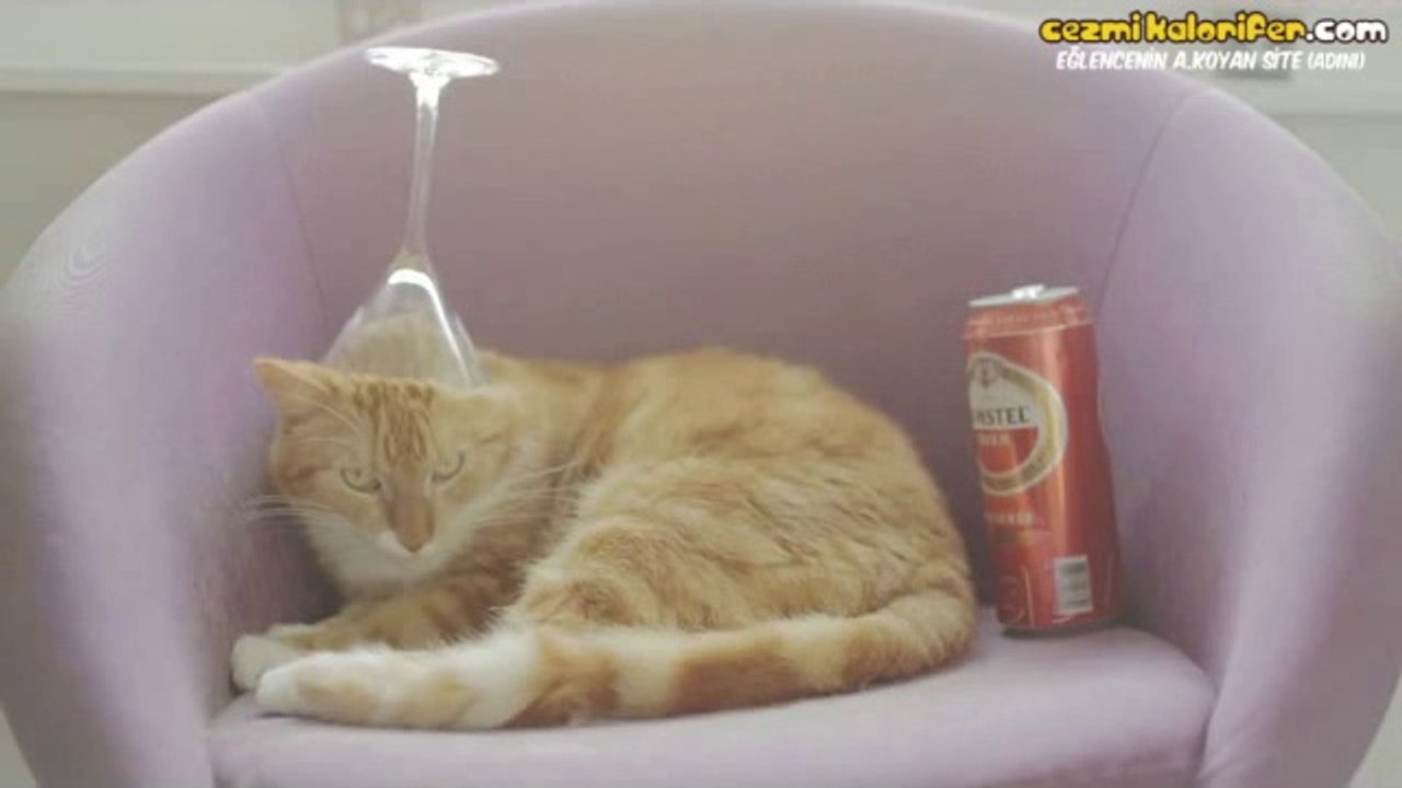Alemci Kedi