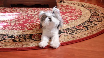 Chibi Chibi Bang Bang