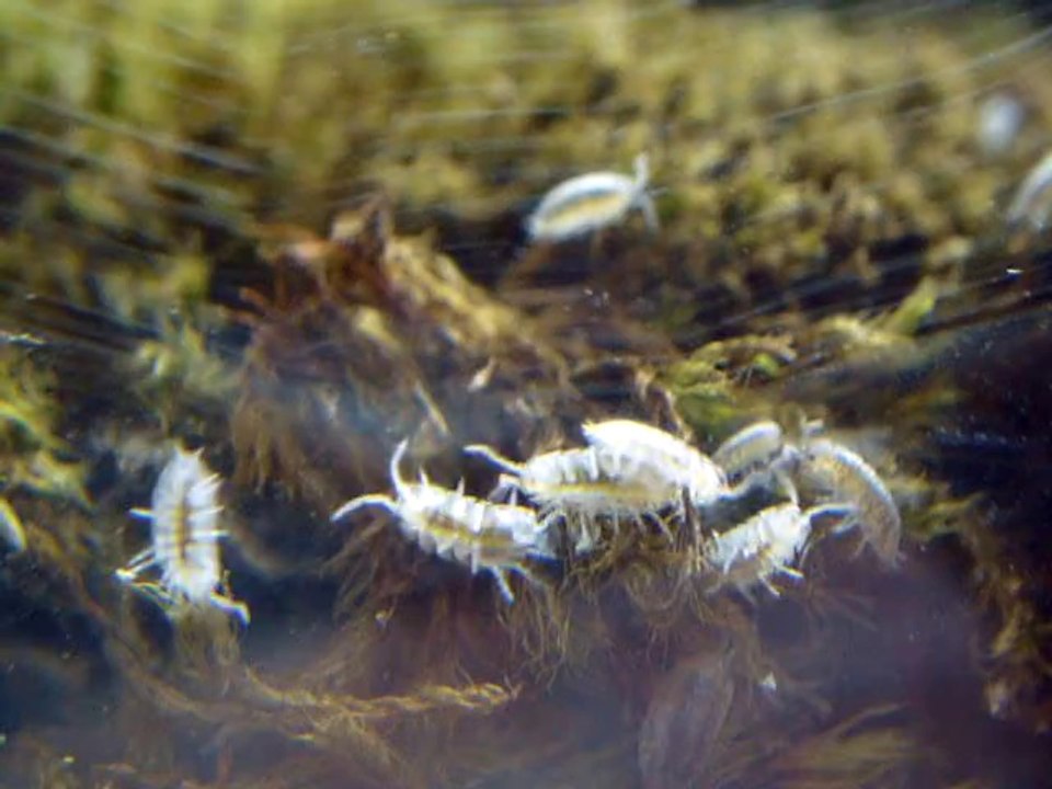 (baby-)kellerasseln im terrarium