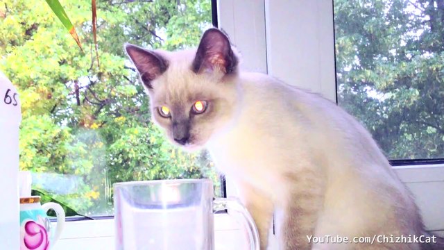 Пьет Молоко (Drinks Milk)