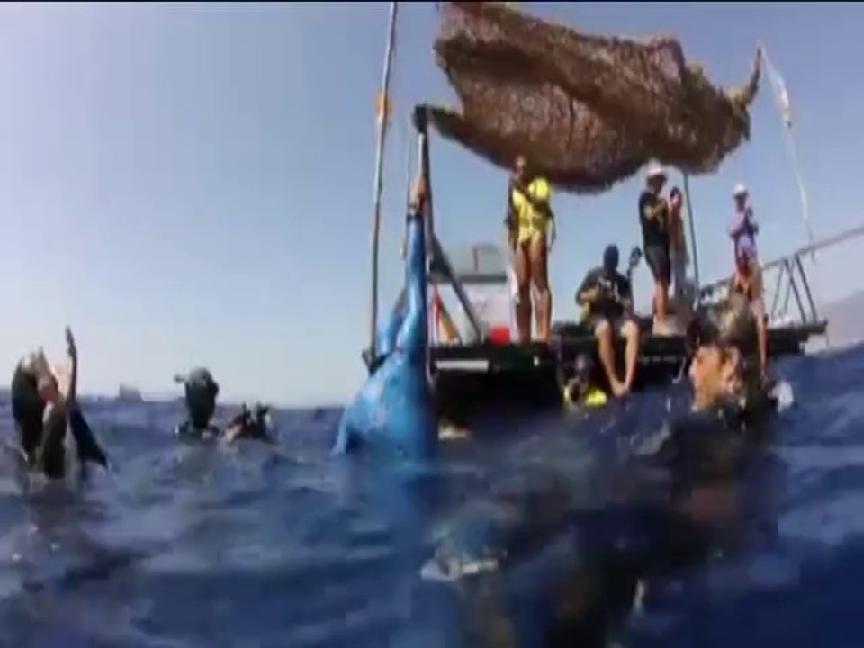 Record de plongé en apnée - mai 2014