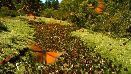 Les enfants de la Terre - enfant de la terre