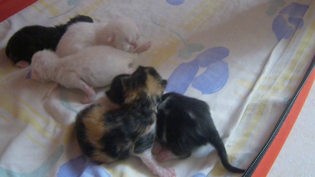 mes jolis bébés nés le 7 mai 2014 4 fememelles et male