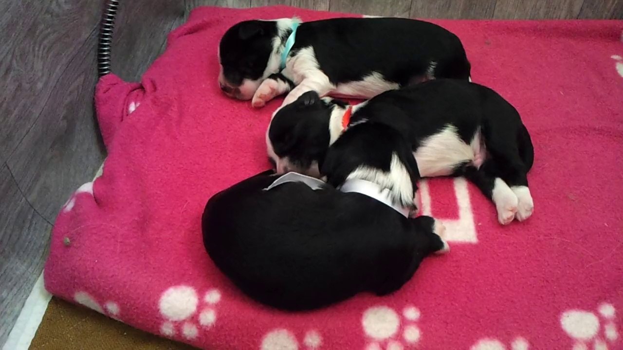 Terrier du tibet bebes sweet caroline et feel good