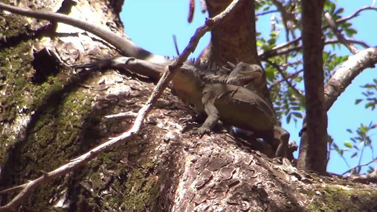 Martinique : Ilets du Robert et du François