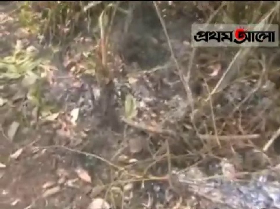 Fire in the Sundarbans