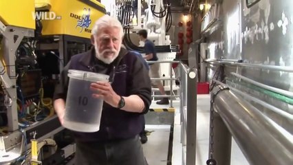 Amazing Creatures of the Deep Ocean HD