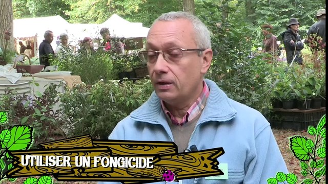 Soigner un bégonia dont les feuilles présentent des taches blanches