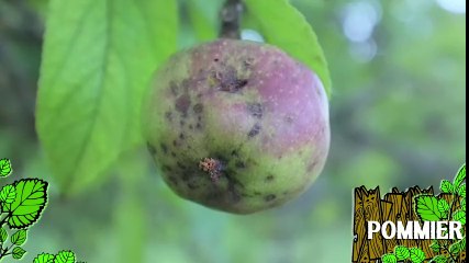 Soigner un pommier