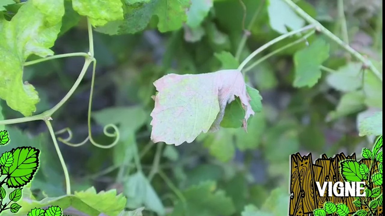 Soigner une vigne