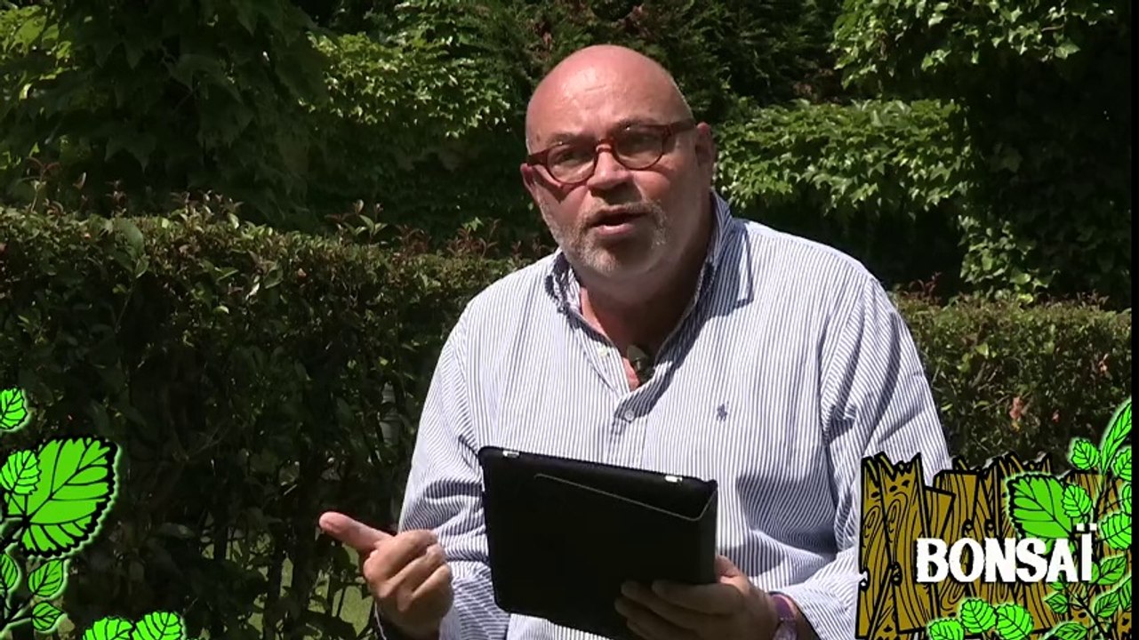 Soigner un bonsaï
