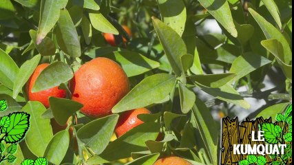 Soigner un kumquat