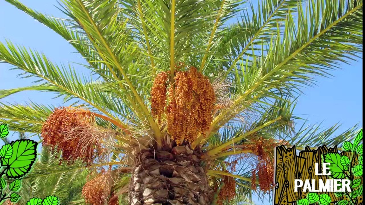 Soigner un palmier