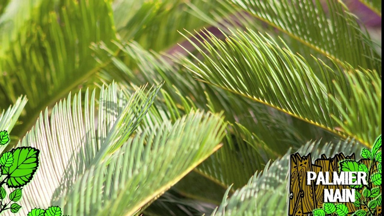 Soigner un palmier nain