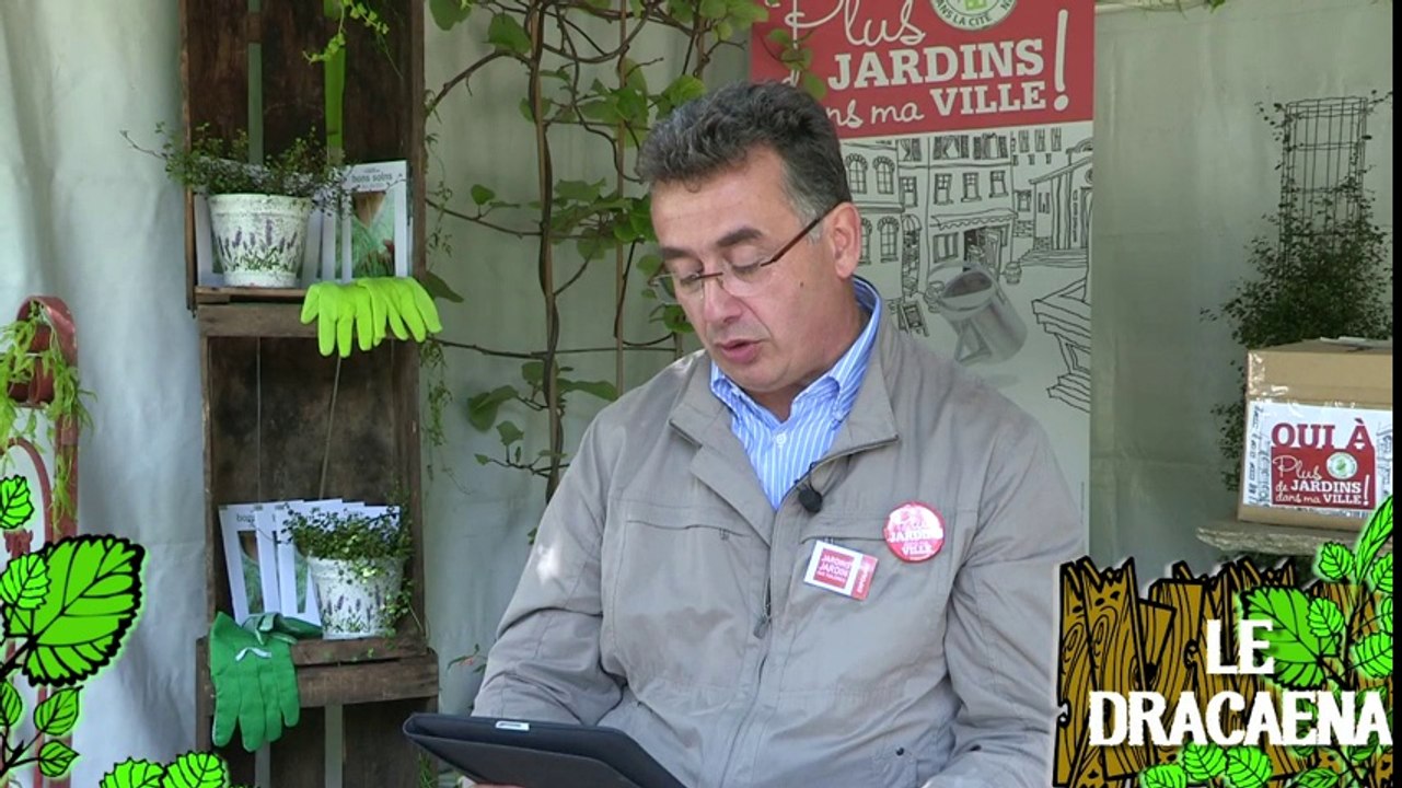 Soigner un dracaena