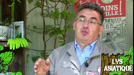 Soigner un lys asiatique