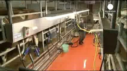 BU İNEKLERİN SIRTLARINDA PENCERE VAR!