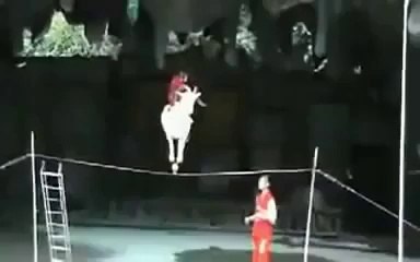 Very talented goat . Unbelievable.