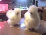Silkie As galinhas mais fofas que existem