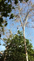 Howler monkeys at La Choza del Manglar