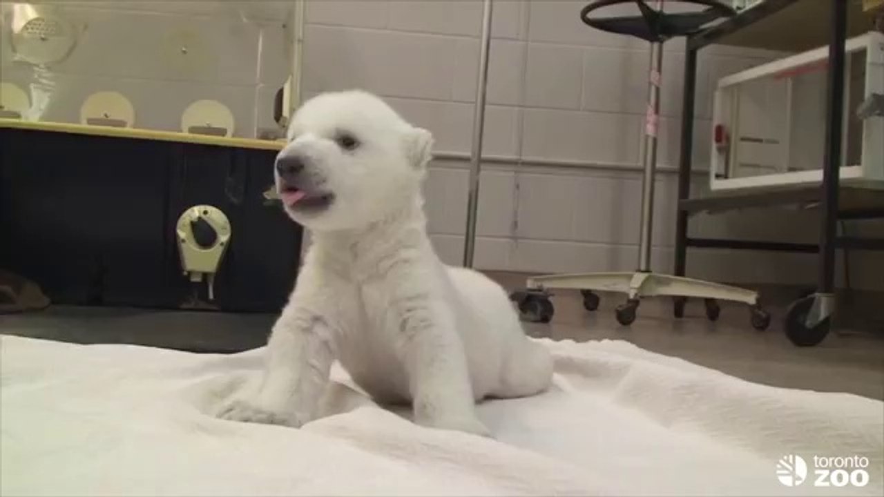 Cubs First Steps