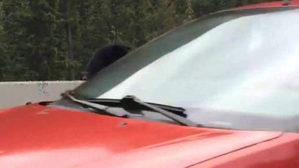 Píllate como esta madre Osa rescata a su cachorro